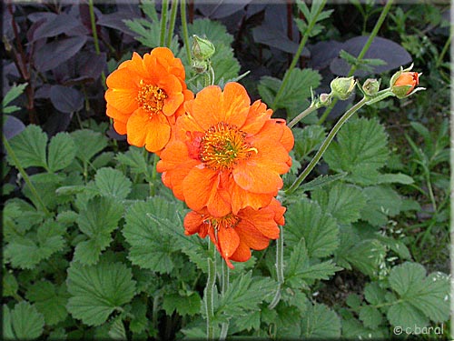 Geum, Benote 'Dolly North'