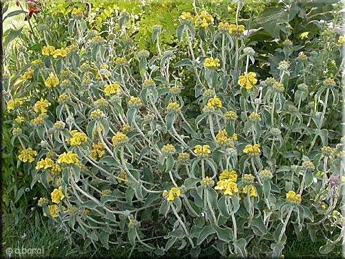 Phlomis fruticosa