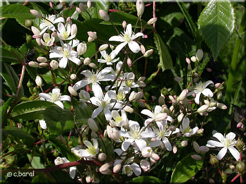 Clématite droite à feuilles pourpres, Clematis recta 'Purpurea' Clématite droite à feuilles pourpres, Clematis recta 'Purpurea'