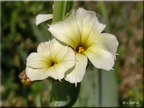 Gros plan sur la fleur du Sisyrinchium striatum Sisyrinchium striatum (fleur)