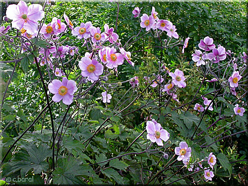 Anémone du Japon 'September Charm', Anemone japonica