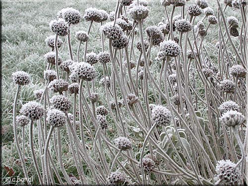 Phlomis fruticosa en hiver