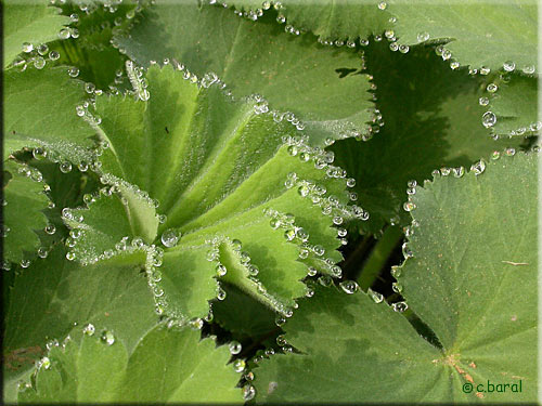 Feuilles d'Alchemilla mollis, Alchémille
