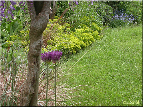 Bordure d'Euphorbe petit-cyprès 'Clarice Howard' Bordure d'Euphorbe petit-cyprès 'Clarice Howard'