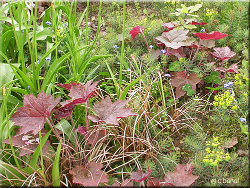 Heuchère, Heuchera 'Palace Purple'