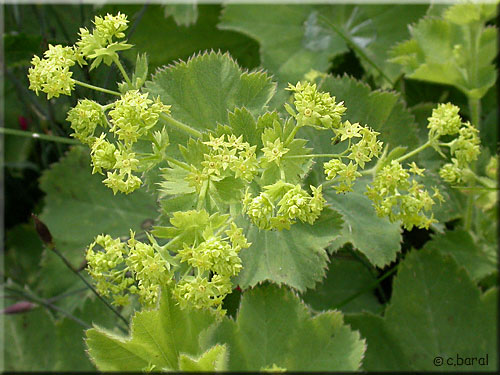 Fleurs d'Alchémille