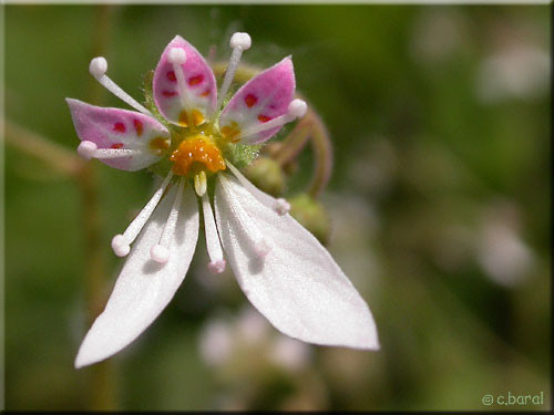 Fleur de Saxifraga stolonifera Fleur de Saxifraga stolonifera