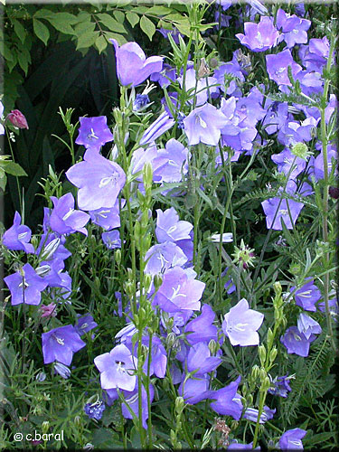 Campanula persicifolia, Campanule à feuilles de pêcher Campanula persicifolia