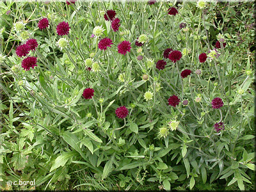 Petite Scabieuse de Macédoine, Knautia macedonica Petite Scabieuse de Macédoine, Knautia macedonica