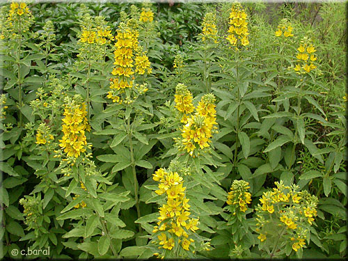 Lysimaque ponctuée, Lysimachia punctata