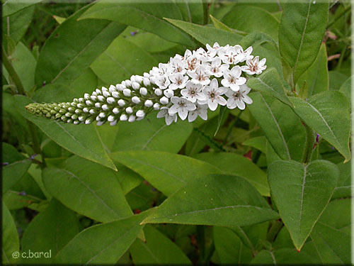 Lysimachia clethroides