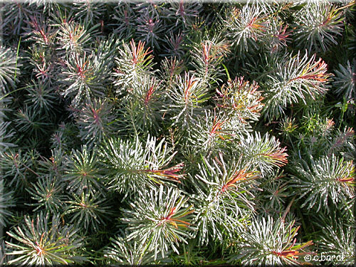 Euphorbe petit-cyprès 'Clarice Howard' Euphorbe petit-cyprès 'Clarice Howard'