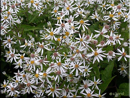 Aster divariqué, Aster divaricatus