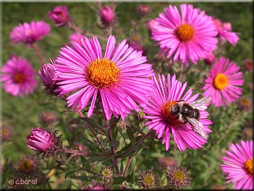 Aster 'Andenken an Paul Gerber'