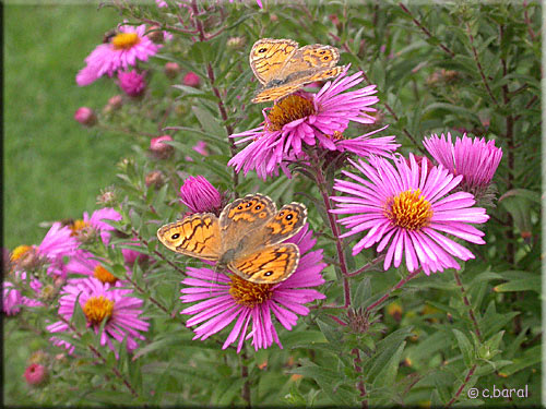 Aster 'Andenken an Paul Gerber'