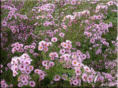 Aster ericoides 'Kylie'