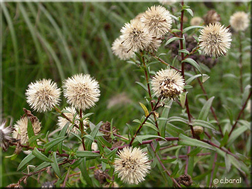 Graines de l'Aster laevis 'Calliope' Graines Aster laevis 'Calliope'