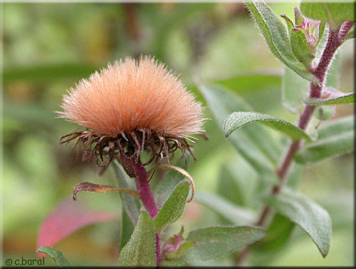 Graines de l'Aster 'Andenken an Paul Gerber'