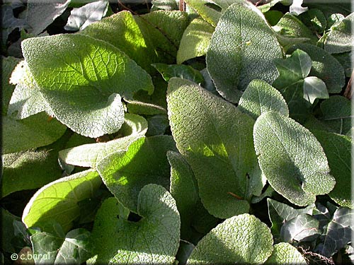 Phlomis russeliana