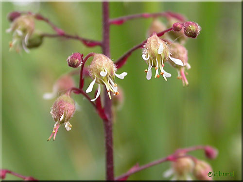 Fleurs d'Heuchère 'Can-Can' Fleurs d'Heuchera 'Can-Can'