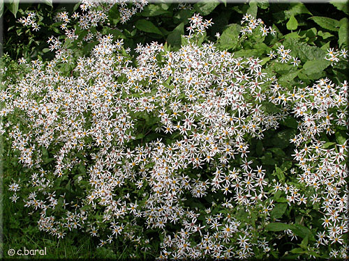 Aster divaricatus
