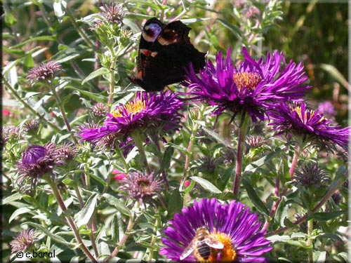 Aster 'Violetta'