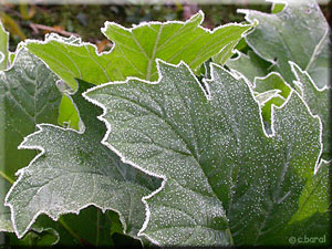 Feuille d'Acanthe mollis en hiver