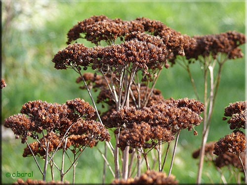 Sedum telephium 'Matrona' en hiver