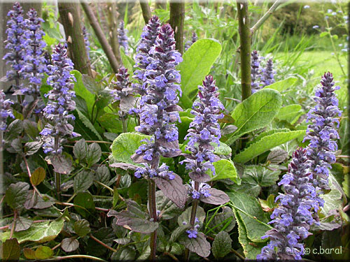 Bugle rampant pourpre, Ajuga reptans 'Atropurpurea'
