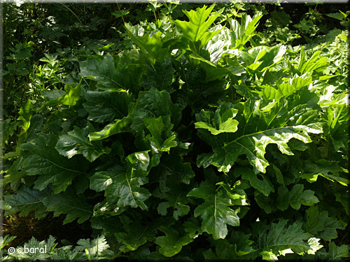 Acanthe mollis, Acanthus mollis