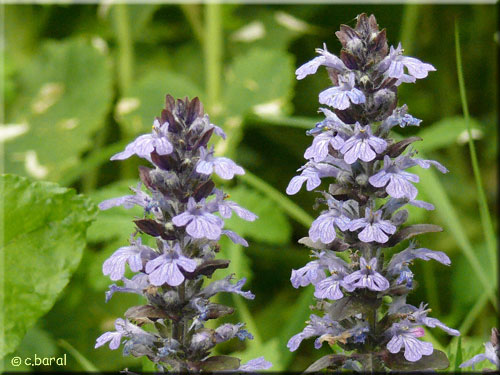 Fleurs d'Ajuga reptans