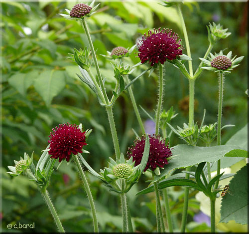 Knautia macedonica, Petite Scabieuse de Macédoine