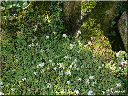 Orpin blanc, Sedum album