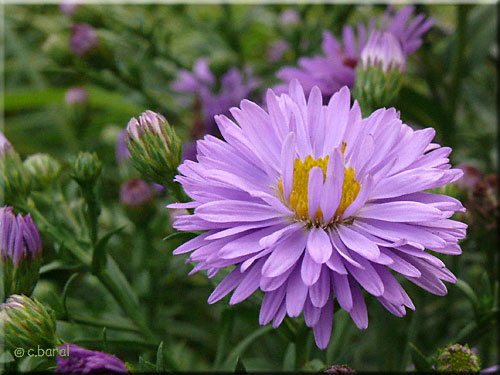 Semis spontané à fleurs doubles Semis spontané d'Aster laevis 'Calliope'