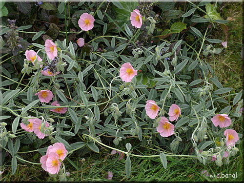 Helianthemum 'Rhodante Carneum' Helianthemum 'Rhodante Carneum'