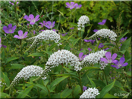 Lysimaque de Chine, Lysimachia clethroides