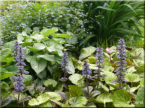 Bugle rampant, Ajuga reptans et vivaces