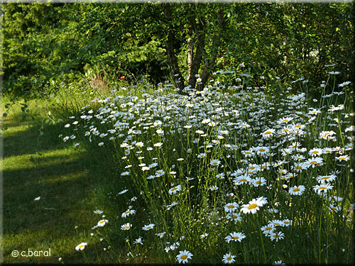 Marguerite, Leucanthemum vulgare