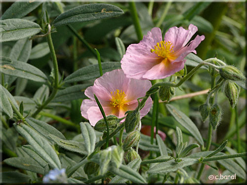 Fleurs d'Helianthemum 'Rhodante Carneum' Helianthemum 'Rhodante Carneum'