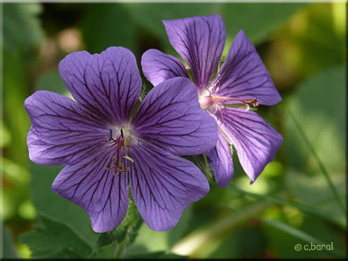 Fleur du Geranium ibericum