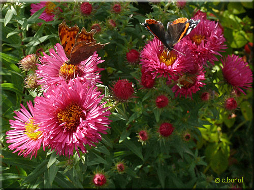 L'Aster 'Andenken an Alma Potschke' attire les papillons Aster 'Andenken an Alma Potschke'