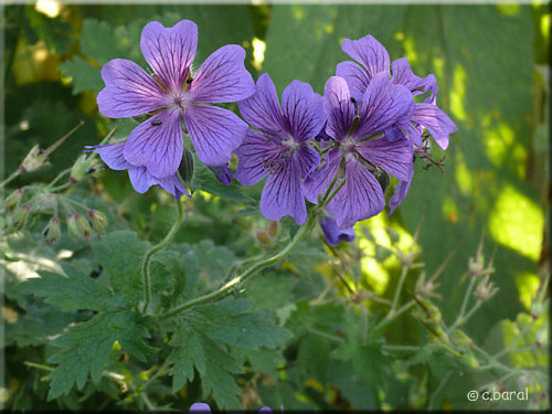 Géranium ibérique, Geranium ibericum