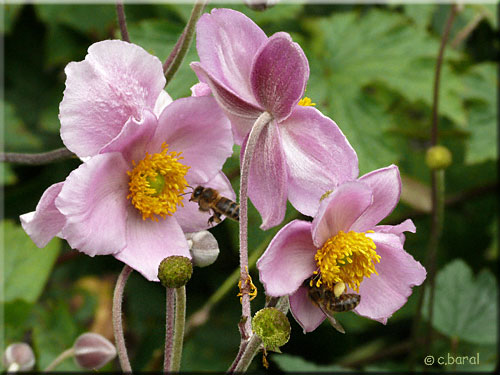 L'Anémone du Japon attire de nombreuses abeilles Anemone japonica 'September Charm'