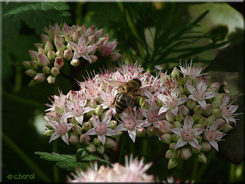 Sedum  'Matrona'