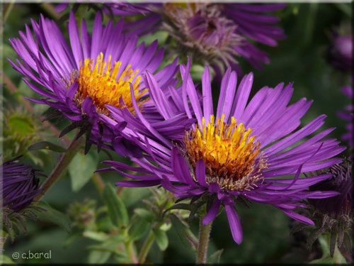 Aster 'Violetta'