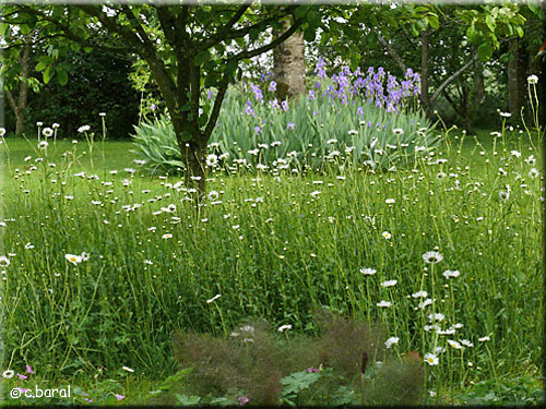 Marguerite, Leucanthemum vulgare