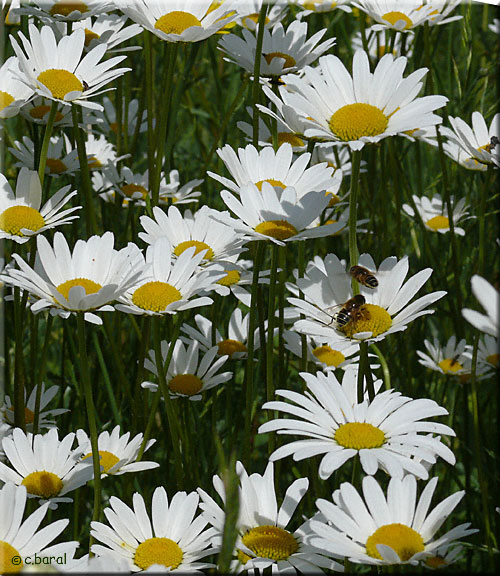 Leucanthemum (Chrysanthemum) vulgare, Marguerite