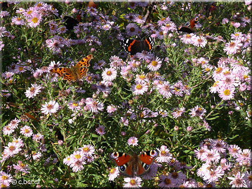 Papillons sur Aster ericoides 'Kylie' Papillons sur Aster ericoides 'Kylie'
