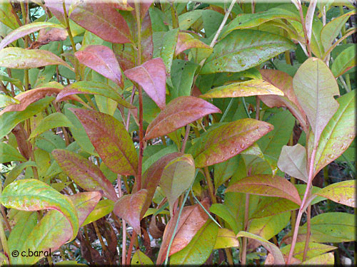 Feuillage automnale de Lysimachia clethroides