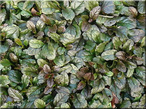 Ajuga reptans 'Atropurpurea', Bugle rampant pourpre